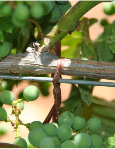 Rollo COMPATIBLE para atadora pellenc