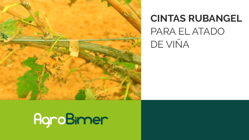 Cintas para el atado de viña Cintas Rubangel para el atado de viña