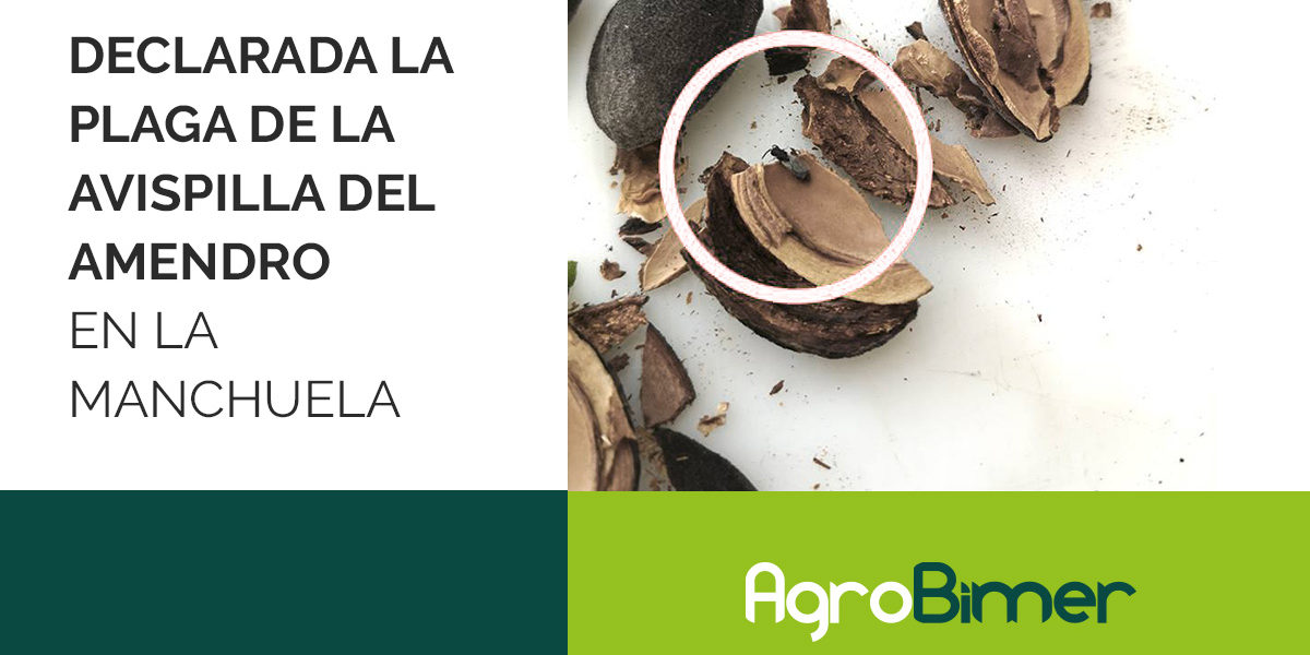 Plaga de la avispilla del almendro en La Manchuela