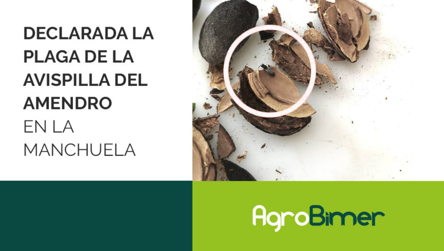 Plaga de la avispilla del almendro en La Manchuela Plaga de la avispilla del almendro en La Manchuela